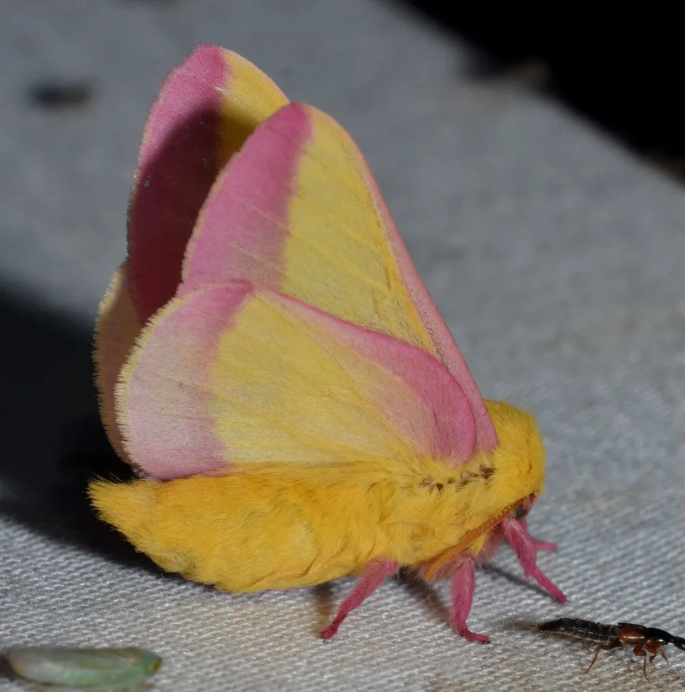 No. 013, photo: playful, organic