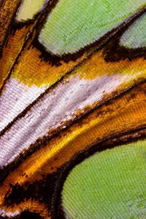 No. 041, photo: bold, organic