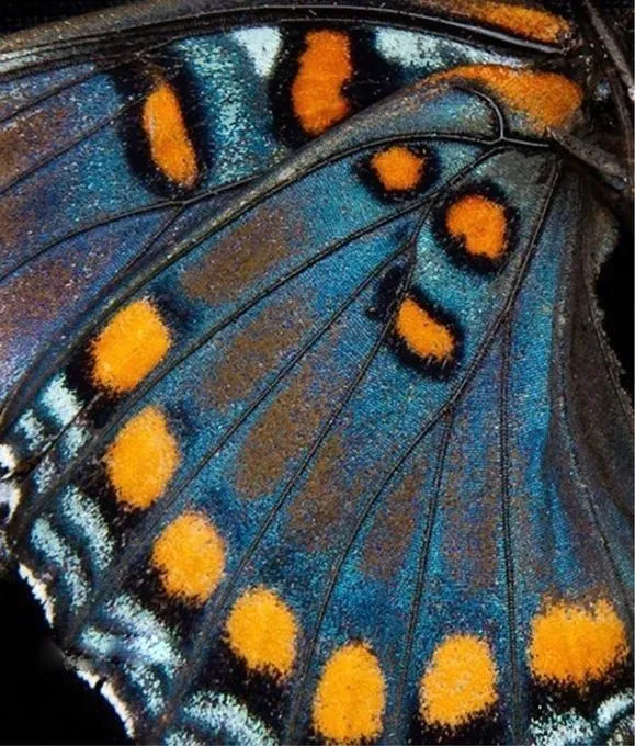 No. 084, photo: bold, playful, organic