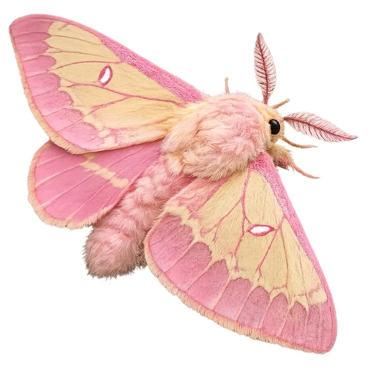 A rosy maple moth with pink and pale yellow wings and a fluffy pink body, photographed on white.
